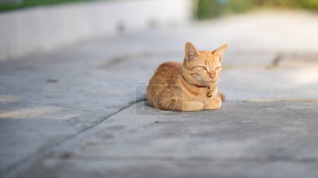 Foto de Gato amarillo sentado en la pose de pan, ojos medio cerrados. - Imagen libre de derechos