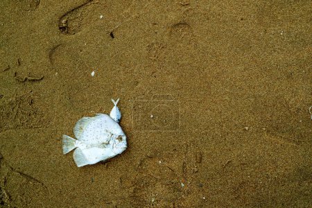 Téléchargez les photos : Poissons de mer était mort sur le sable mouillé après son ne peut pas échapper - en image libre de droit