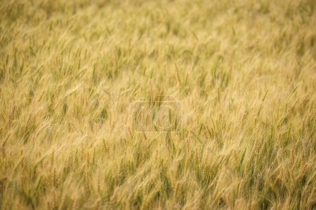 Photo for Gold grain ready for harvest in a farm field - Royalty Free Image