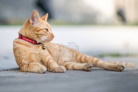 Foto de Gato amarillo se acuesta a un lado, ojos medio cerrados - Imagen libre de derechos