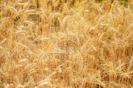 Téléchargez les photos : Gold grain ready for harvest in a farm field - en image libre de droit