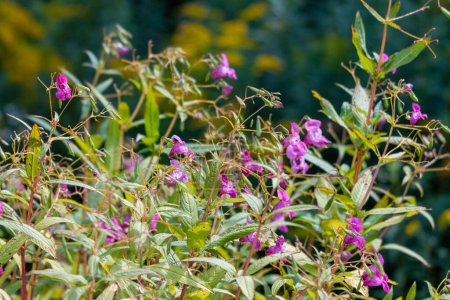 Téléchargez les photos : "Himalaya Balsam. Ou casque policier (Impatiens glandulifera) en pleine floraison rose." - en image libre de droit