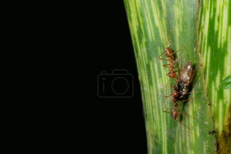 Photo for Ants on a green leaf. - Royalty Free Image