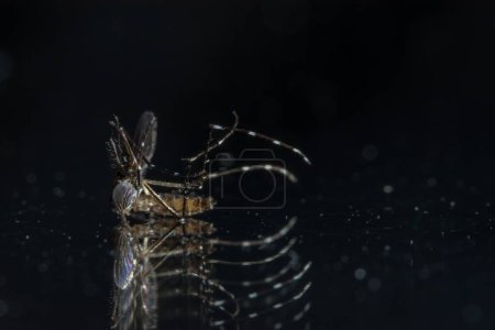 Photo for Spider on a black background - Royalty Free Image