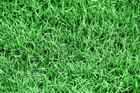 Photo for View of green grass background - Royalty Free Image