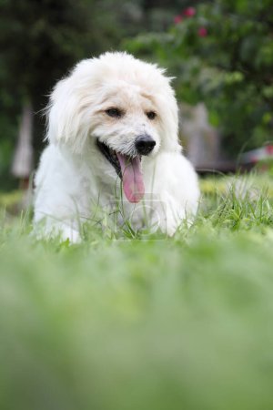Foto de Lindo perro en el parque - Imagen libre de derechos