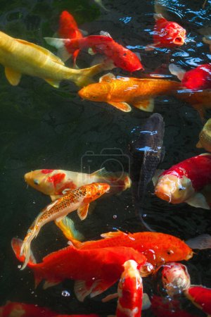 Foto de Koi, Fancy Carp están nadando sobre la superficie del agua - Imagen libre de derechos