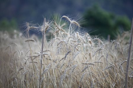 Téléchargez les photos : Champ de blé et ciel bleu - en image libre de droit