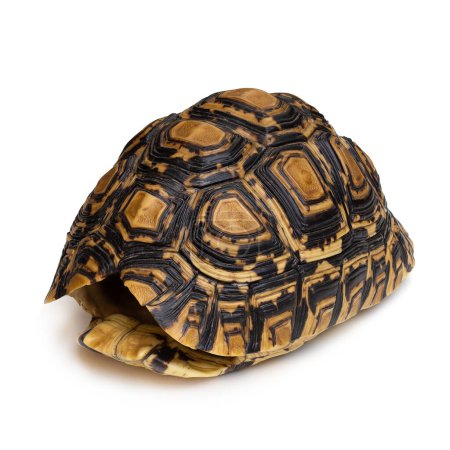 Téléchargez les photos : Gros plan de la coquille de tortue isolée sur un fond blanc - en image libre de droit