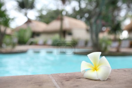 Téléchargez les photos : Fleur tropicale à la piscine - en image libre de droit