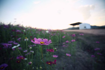 Téléchargez les photos : Belles fleurs roses cosmos, concept d'été - en image libre de droit