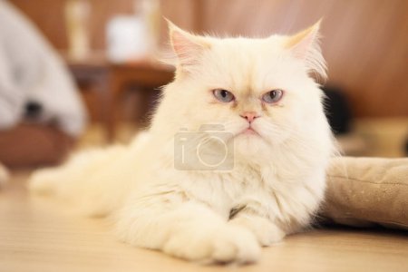 Téléchargez les photos : Belle vue rapprochée du chat persan - en image libre de droit