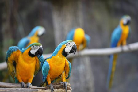 Téléchargez les photos : Beau perroquet à aras jaune dans le zoo - en image libre de droit