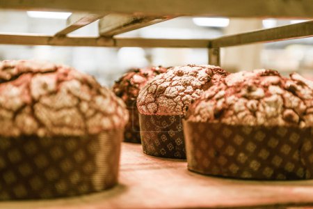 Photo for "pastry chef in professional kitchen preparing and baking milanese panettone in christmas time." - Royalty Free Image