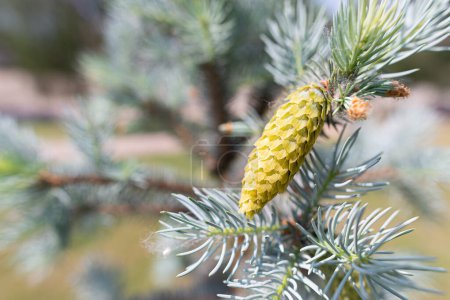 Photo for Blue spruce young cone - Royalty Free Image