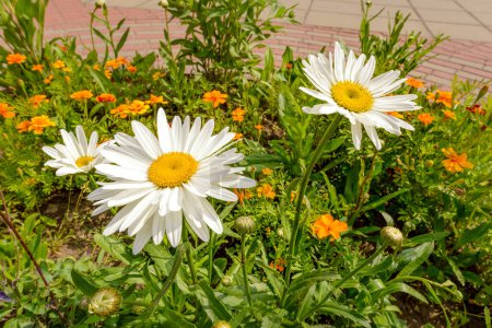 Téléchargez les photos : Belles fleurs dans prairie, fleurs de marguerite d'été - en image libre de droit