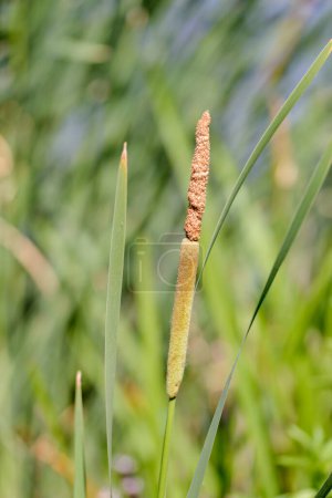 Photo for Young Reed's Cattail Detail - Royalty Free Image