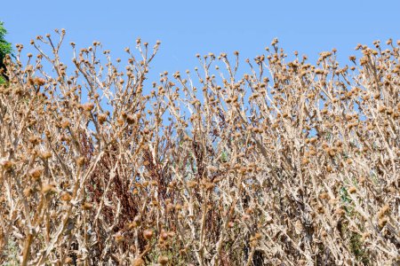 Téléchargez les photos : Cirsium Vulgare sec sur ciel bleu - en image libre de droit