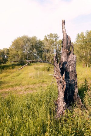 Foto de Viejo tronco de madera en el prado en el bosque de primavera - Imagen libre de derechos
