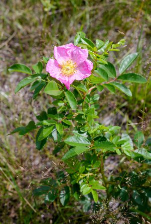 Photo for Beautiful Pink Eglantine Flowers - Royalty Free Image