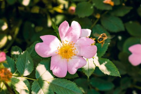 Photo for Beautiful Pink Eglantine Flowers - Royalty Free Image