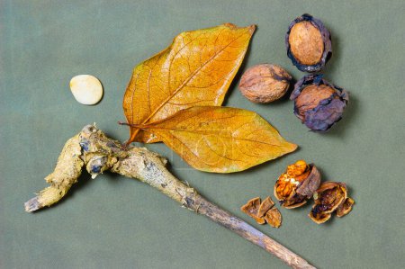 Téléchargez les photos : Vue rapprochée de noix biologiques saines - en image libre de droit