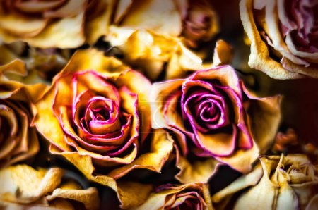 Téléchargez les photos : Roses sèches en gros plan - en image libre de droit