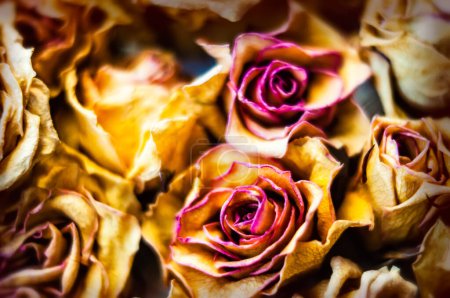 Téléchargez les photos : Roses sèches en gros plan - en image libre de droit