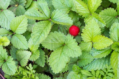 Téléchargez les photos : Vue du dessus de la fraise aux feuilles, arrière-plan nature - en image libre de droit