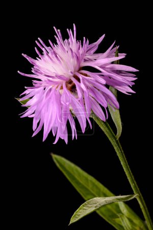Téléchargez les photos : Fleur de centaurée brune. Beau fond floral - en image libre de droit