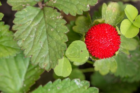 Téléchargez les photos : Belle et pittoresque vue sur Mock fraise - en image libre de droit
