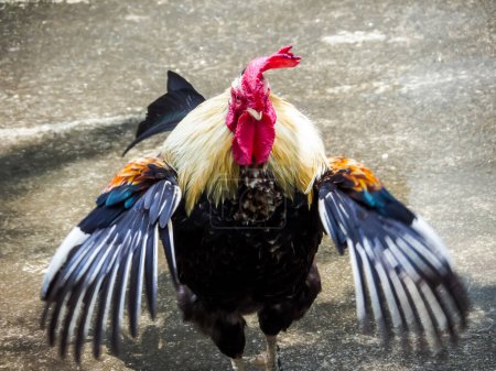 Photo for A closeup shot of a rooster - Royalty Free Image