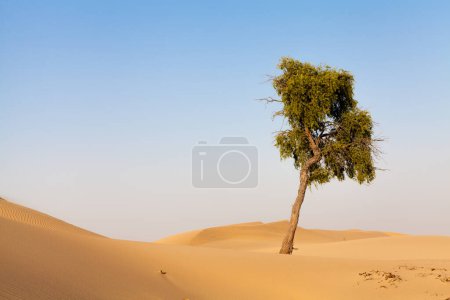 Photo for Lonely tree in desert.  beautiful nature backdrop. - Royalty Free Image
