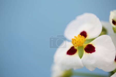 Téléchargez les photos : Petite fleur blanche. Beau fond floral - en image libre de droit