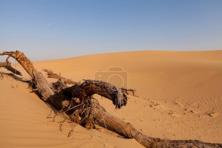 Photo for Desert daytime view, natural background - Royalty Free Image