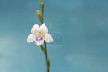 Téléchargez les photos : Petite fleur blanche. Beau fond floral - en image libre de droit