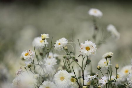 Foto de Flores de margarita blanca en la naturaleza - Imagen libre de derechos