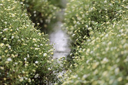 Téléchargez les photos : Fleurs de marguerite blanche dans la nature - en image libre de droit