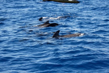 Foto de Delfines nadando en el mar durante el día - Imagen libre de derechos