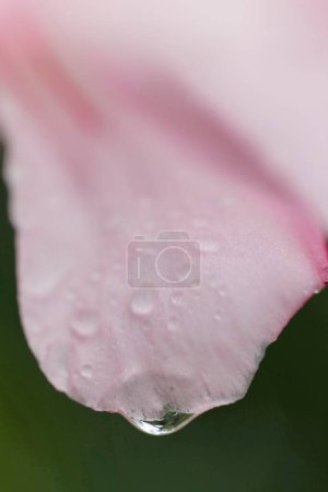Photo for Beautiful pink flowers with Raindrop in the garden - Royalty Free Image