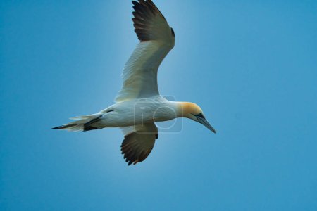 Téléchargez les photos : Nord gannet close up - en image libre de droit