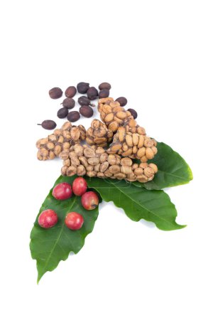 Photo for Kopi luwak or civet coffee, Coffee beans - Royalty Free Image