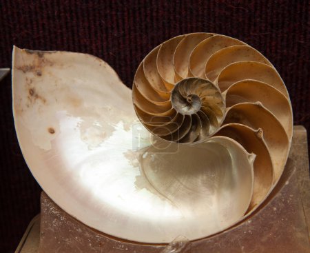 Photo for Fossil shell showing inside for biology concept - Royalty Free Image