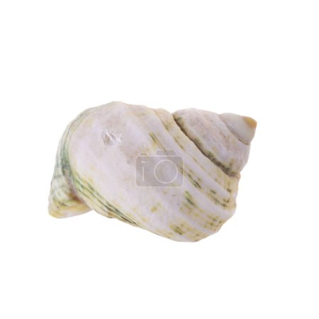 Sea shell arranged isolating on a white background