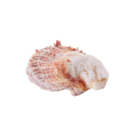 Foto de Concha marina aislada sobre un fondo blanco - Imagen libre de derechos