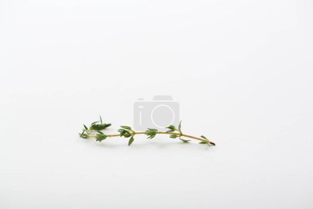 Téléchargez les photos : Thym herbe isolée en fond blanc - en image libre de droit