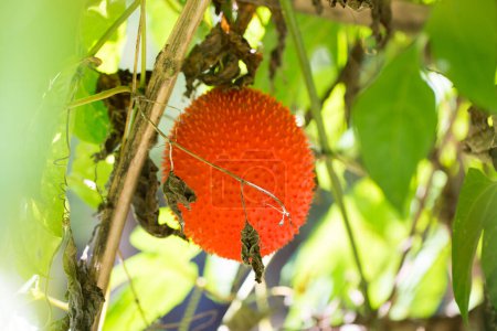 Téléchargez les photos : Mûr de sud-est asiatique fruit communément connu comme Gac bébé jackruit - en image libre de droit