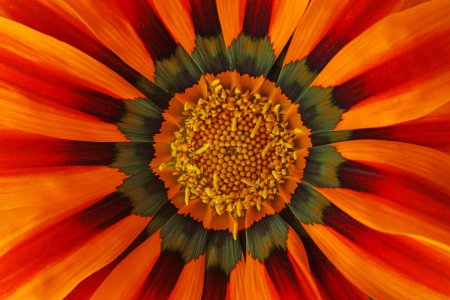 Photo for Orange Gazania rigens flower close up - Royalty Free Image