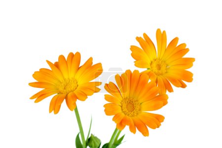 Téléchargez les photos : Des fleurs de calendula. Beau fond floral - en image libre de droit