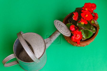 Foto de Begonia roja con regadera - Imagen libre de derechos